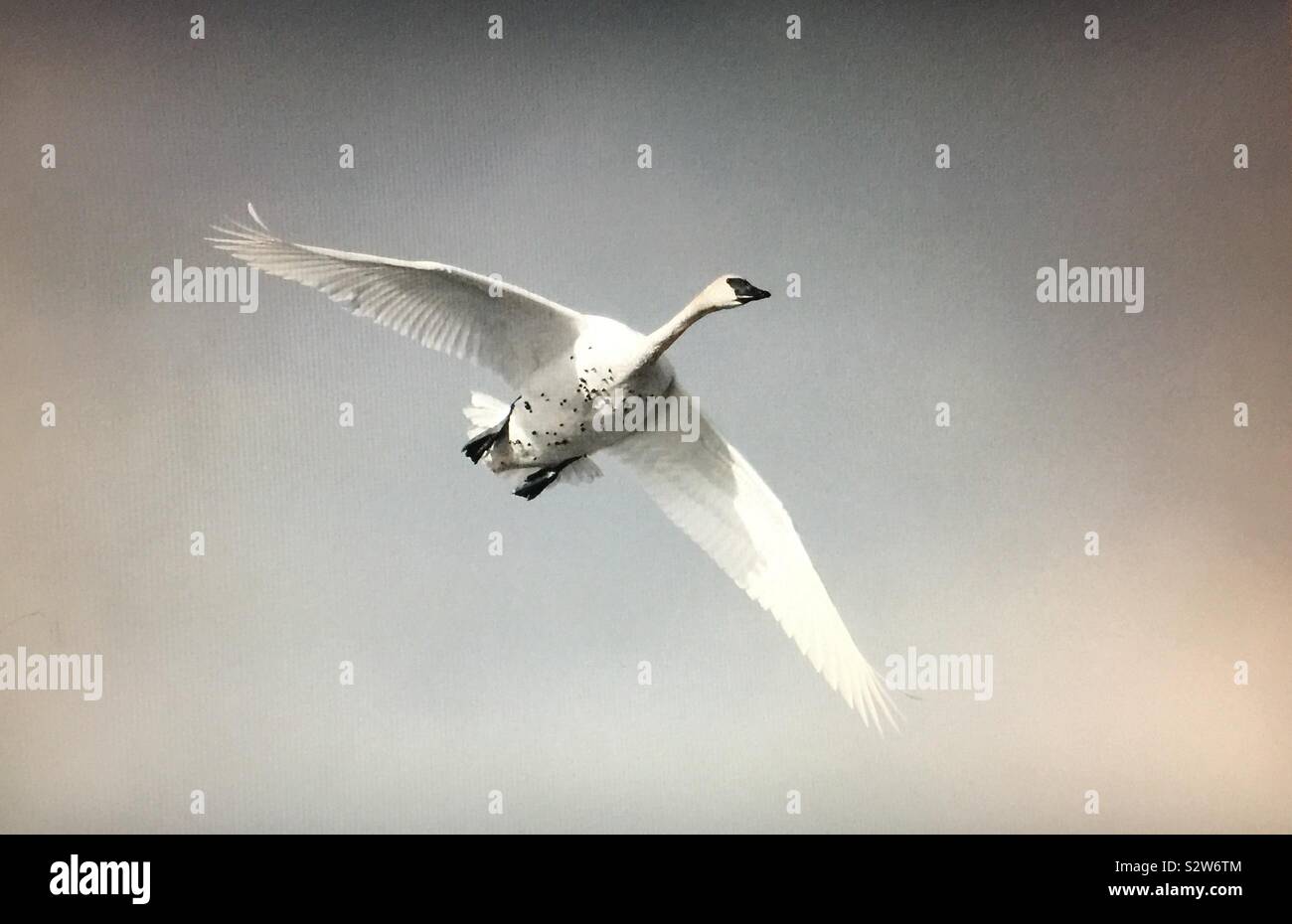 Nord America gli uccelli, trumpeter swan Foto Stock