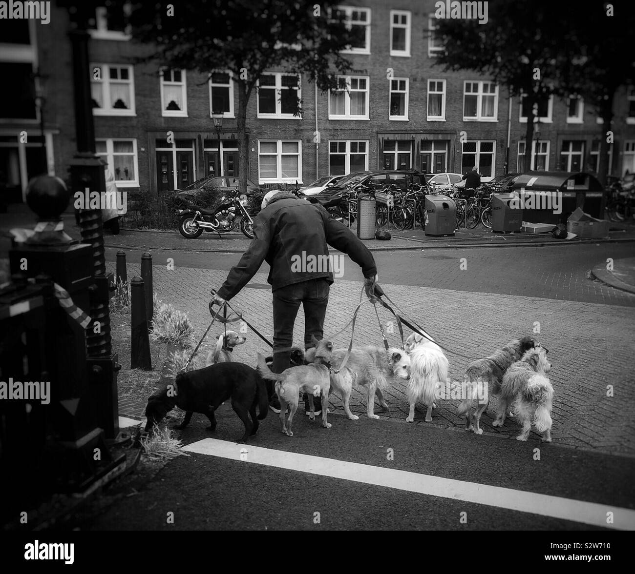 Il vecchio uomo che cammina i suoi cani Foto Stock