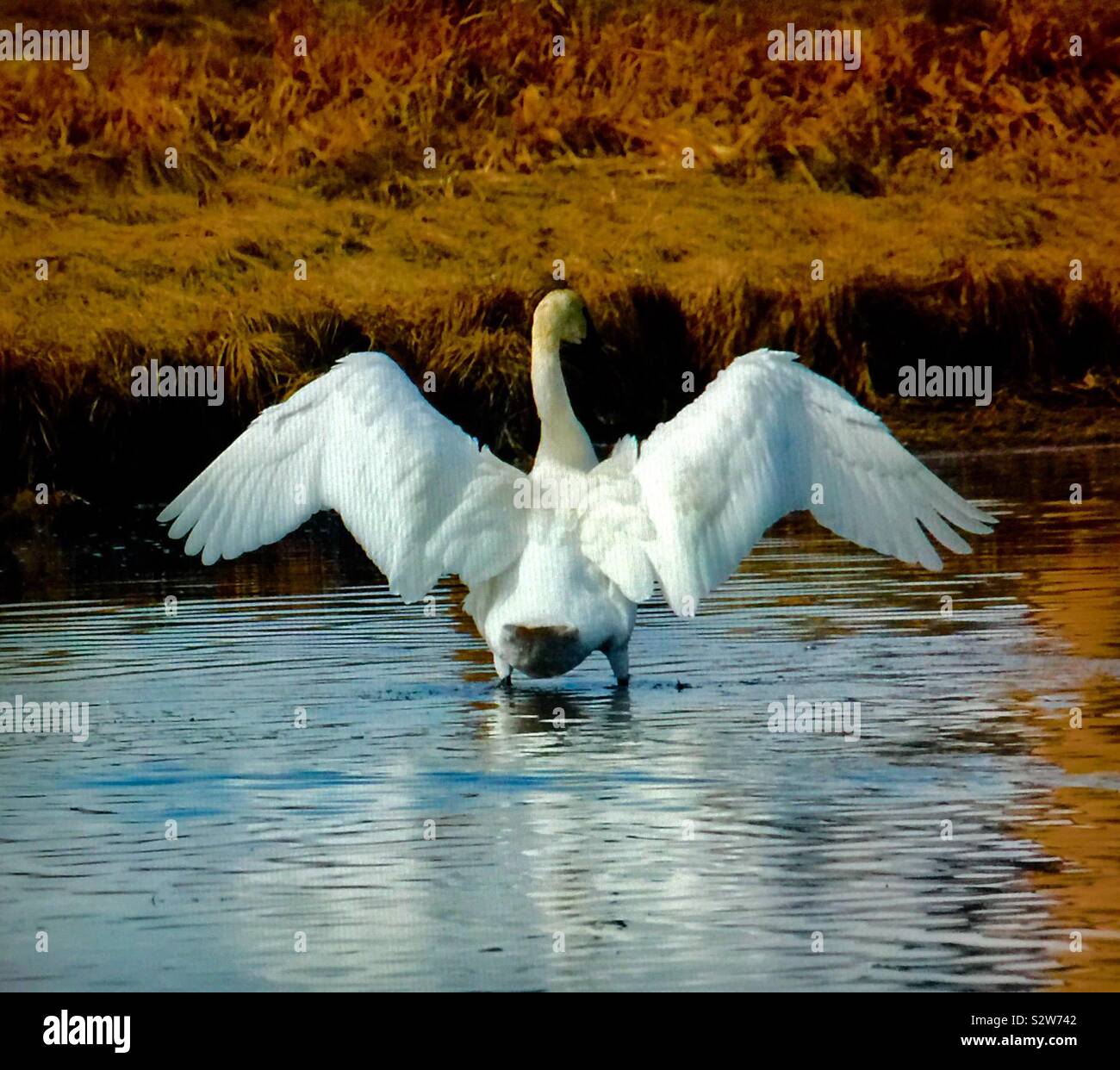 Uccelli del Nord America, trumpeter swan, Cygnus buccinatore Foto Stock