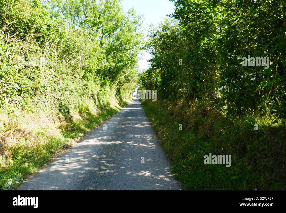 Via unica strada sul retro, rivestiti con alberi Foto Stock