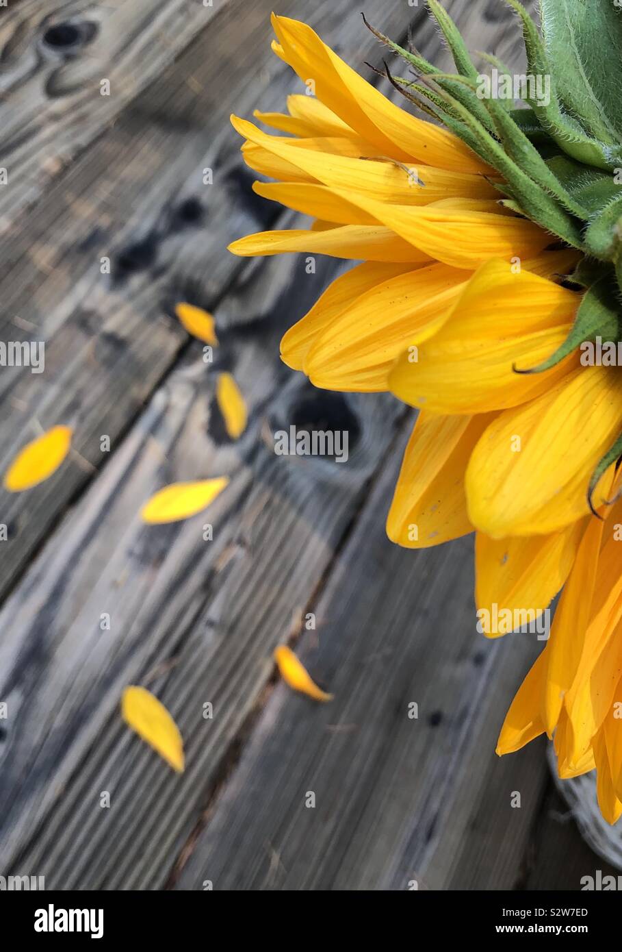 Set di girasole sul ponte perdendo petali Foto Stock