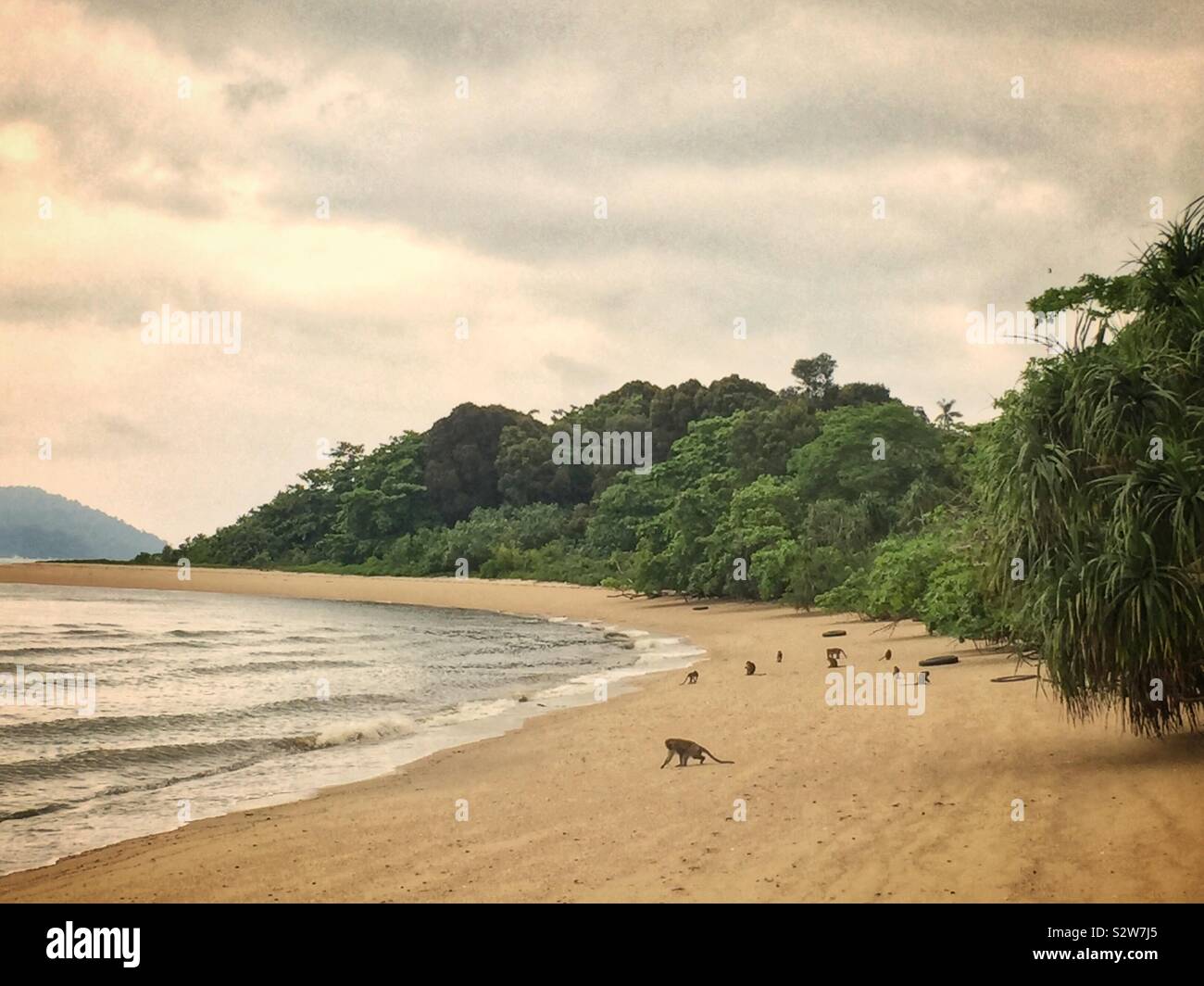 Crab-mangiare o coda lunga macachi foraggio sulla spiaggia al tramonto, Manjung estuario del fiume, vicino a Lumut, Perak, Malaysia - Immagine stock catturata con smartphone