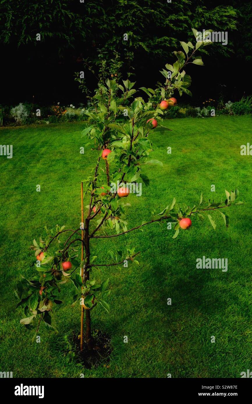 Piccolo albero di mele Foto Stock