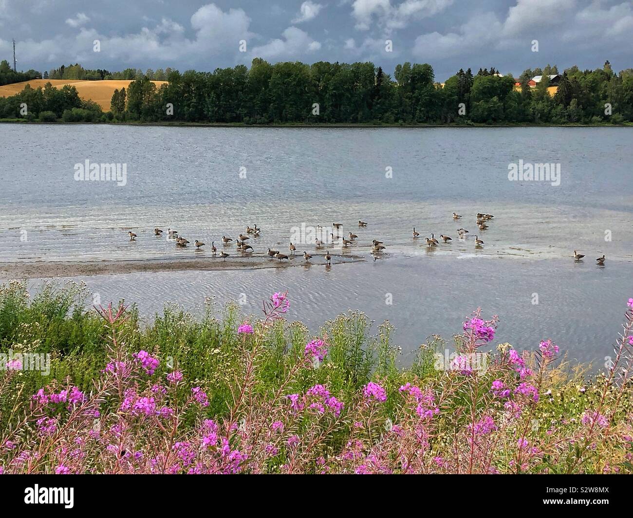 Un branco di oche del Canada in appoggio sul fiume Glomma vicino Årnes, contea di Akershus in Norvegia un giorno di agosto con oscura pioggia nuvole. Foto Stock