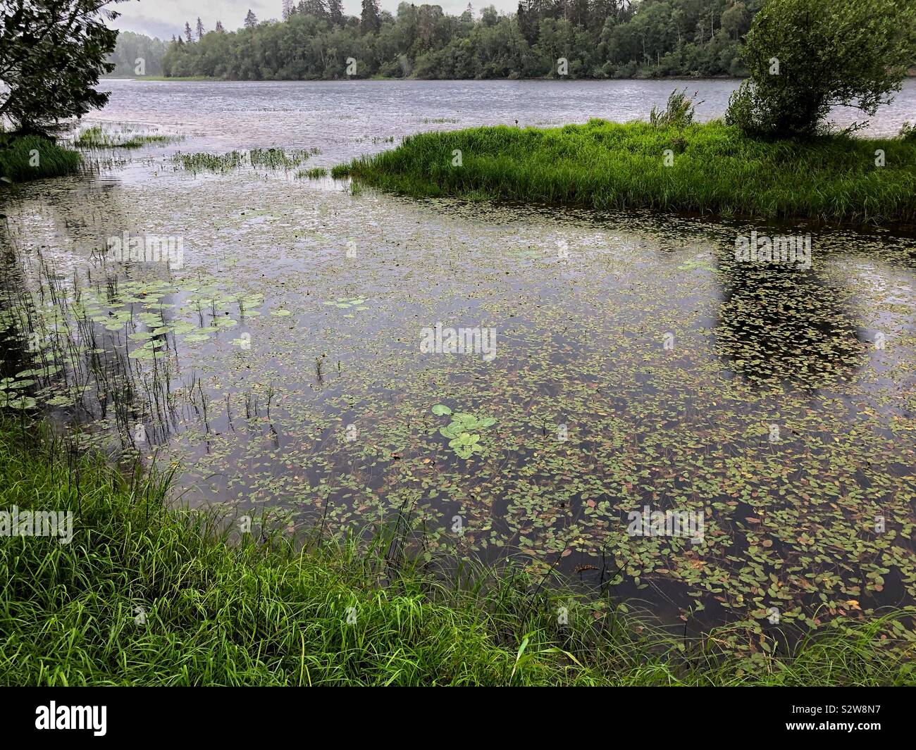 La banca di fiume del fiume Glomma nella contea di Akershus, Norvegia, su un umido e piovoso agosto giorno. Foto Stock