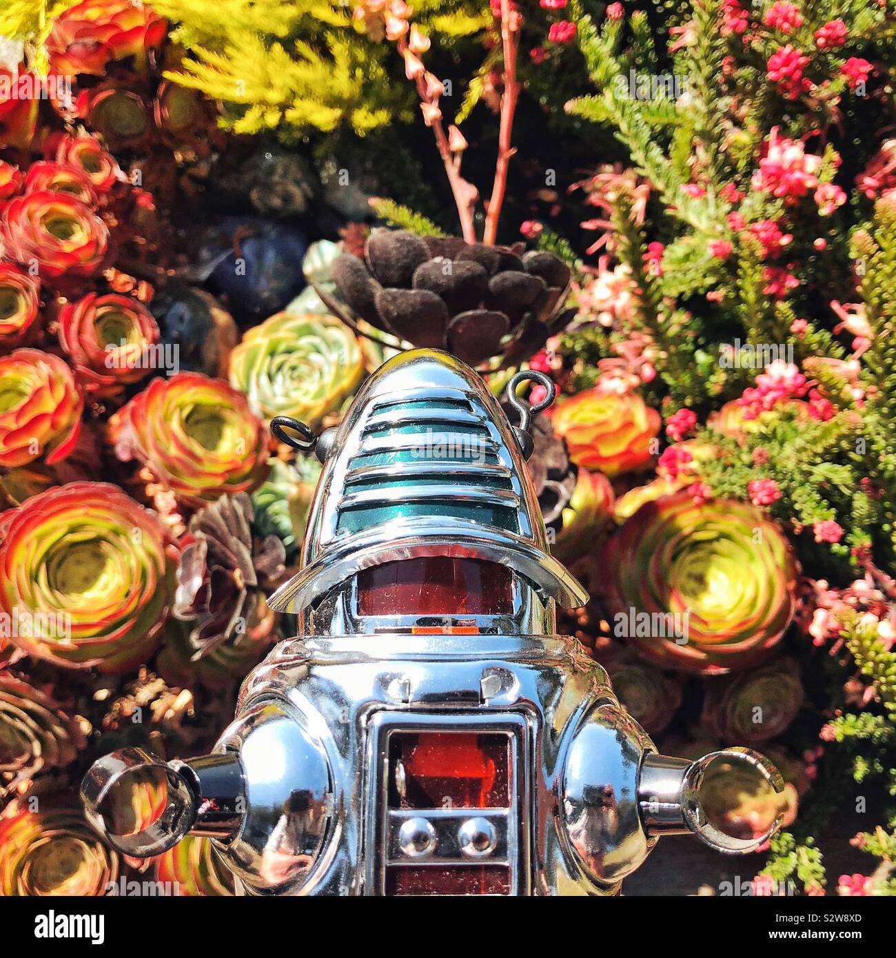 Vintage robot giocattolo perso in piante succulente dallo spazio esterno Foto Stock