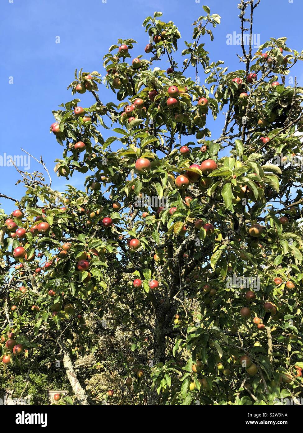 Le mele in alto in un albero di mele Foto Stock