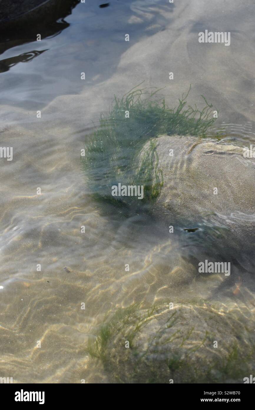 Rock-pooling sotto il sole Foto Stock