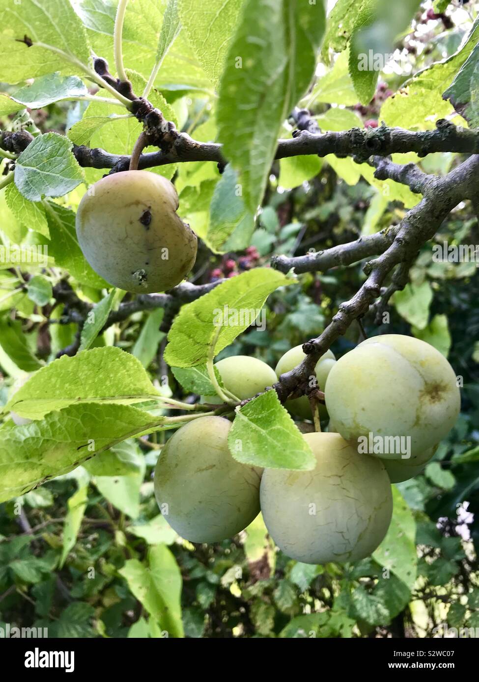 Greengages inglese Foto Stock