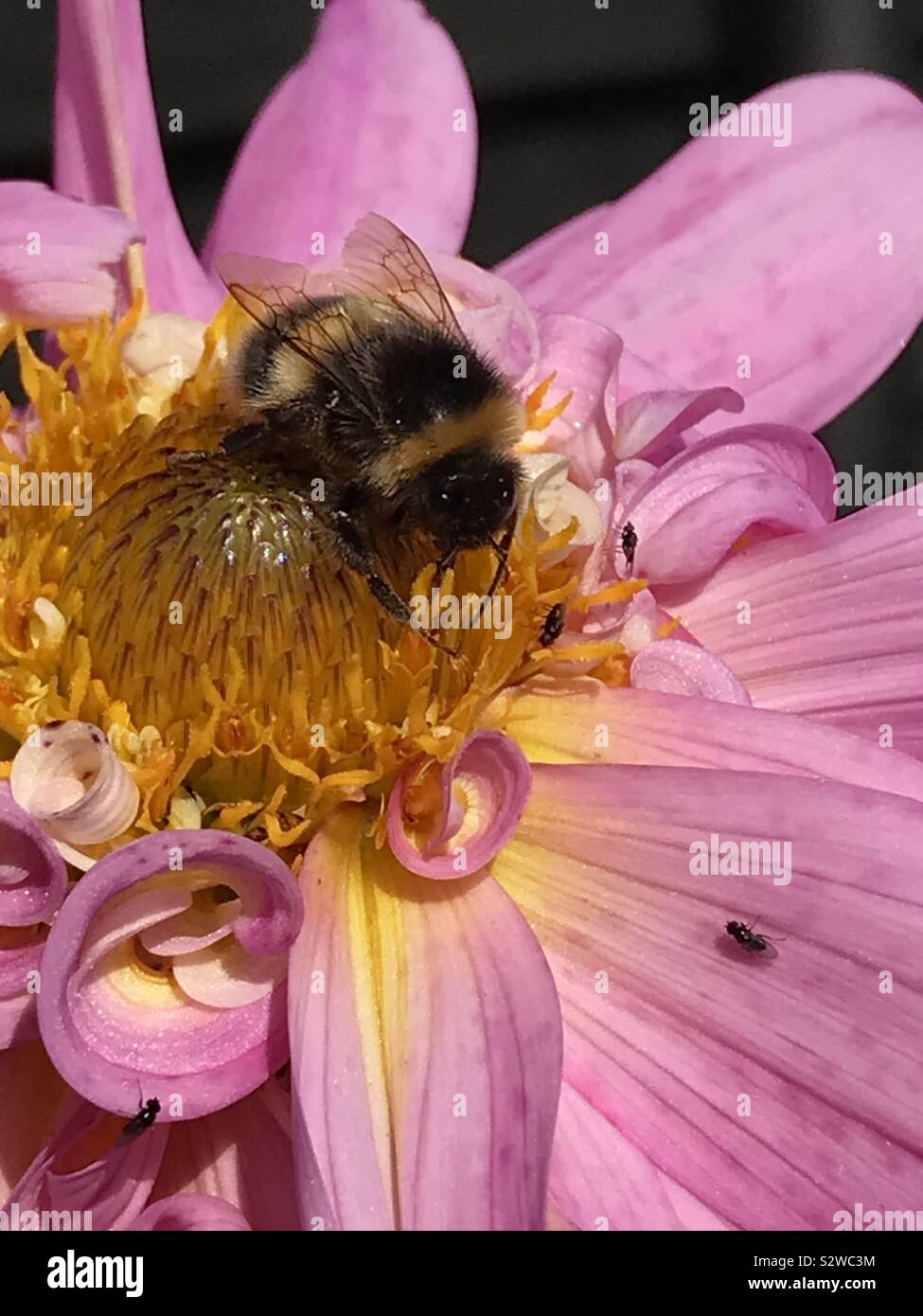 Bumble Bee seduto su una Dahlia (Luca Johanna) Foto Stock