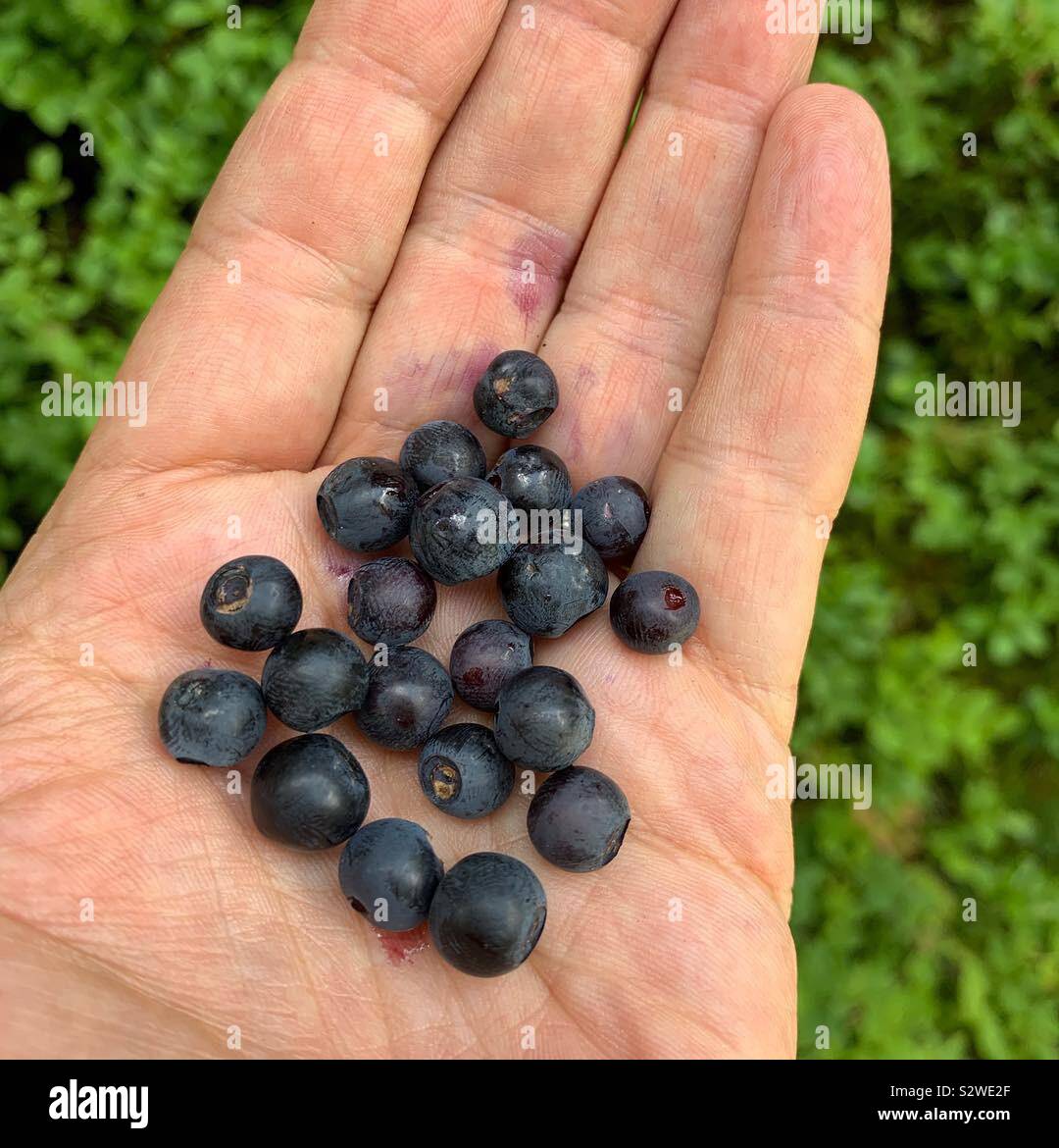 I mirtilli in mano aperta. - Immagine stock catturata con smartphone