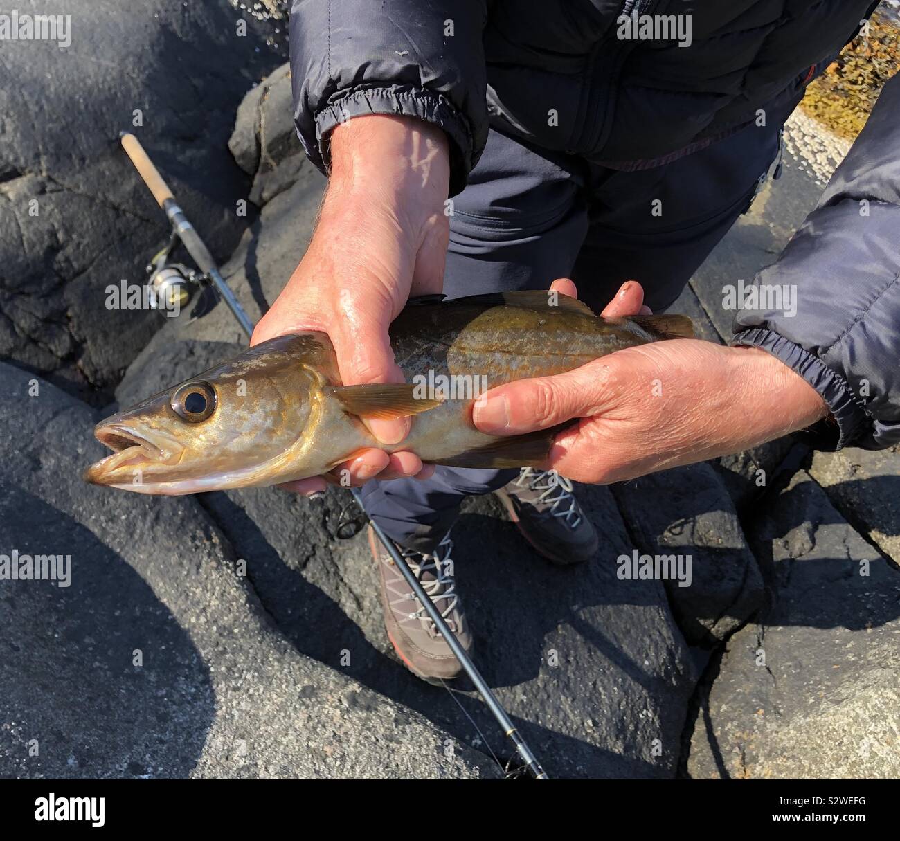 La pesca del giorno, Sognefjord, Norvegia Foto Stock