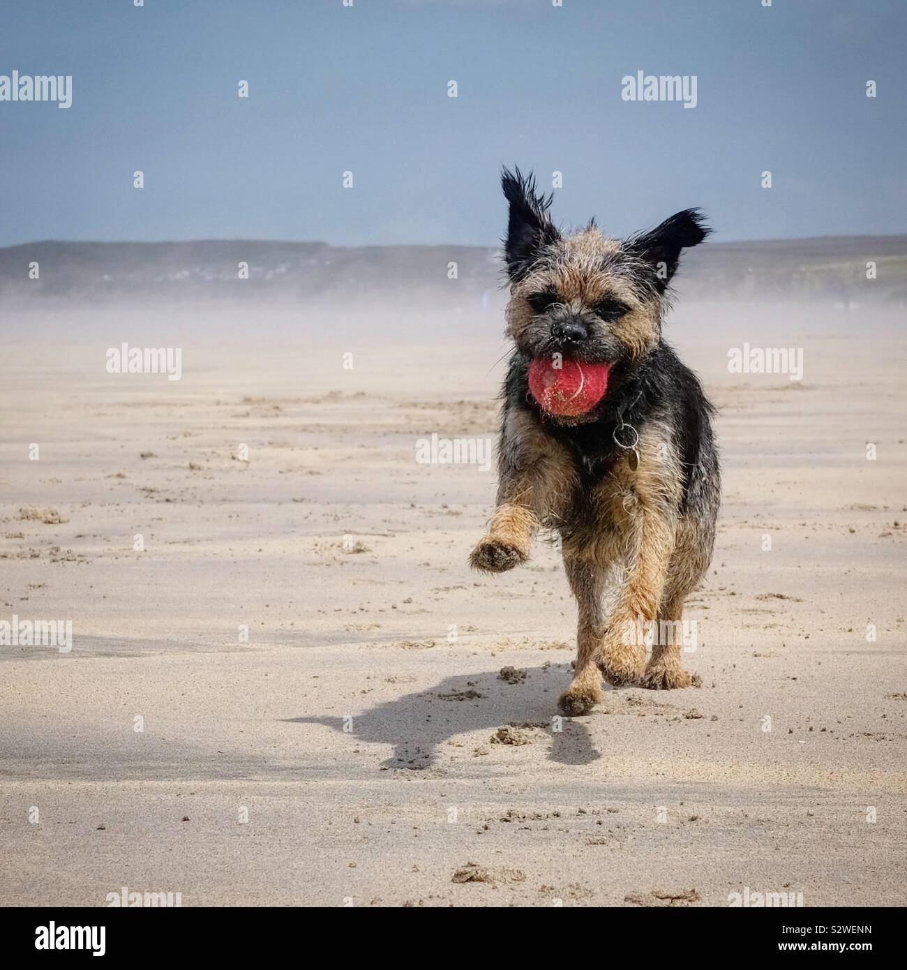 Border Terrier, in esecuzione con una sfera su una spiaggia. - Immagine stock catturata con smartphone