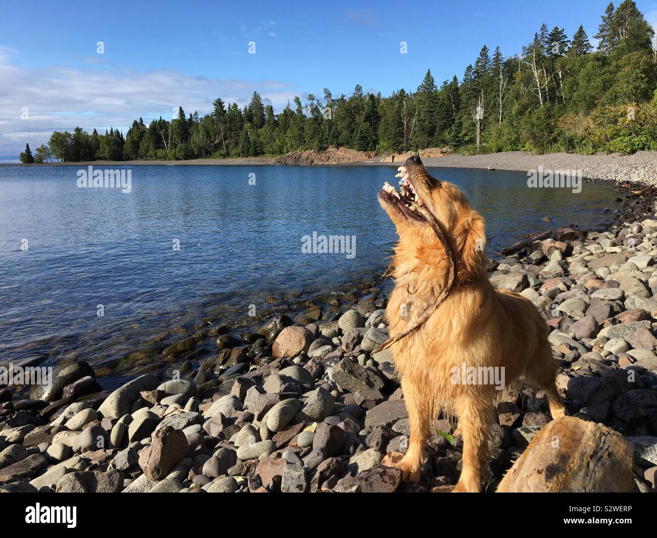 Il golden retriever cane sulle rive del lago Superior Foto Stock