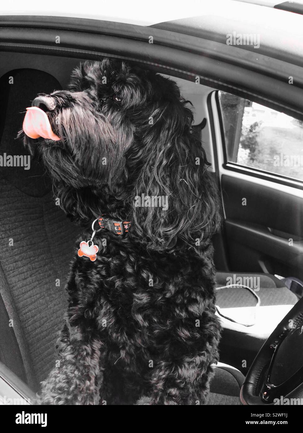 Cockapoo nero in auto, che si stacca la lingua - Immagine stock catturata con smartphone