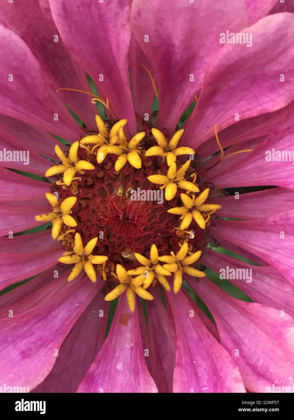 Zinnia fiore. Chiudere la vista. Foto Stock