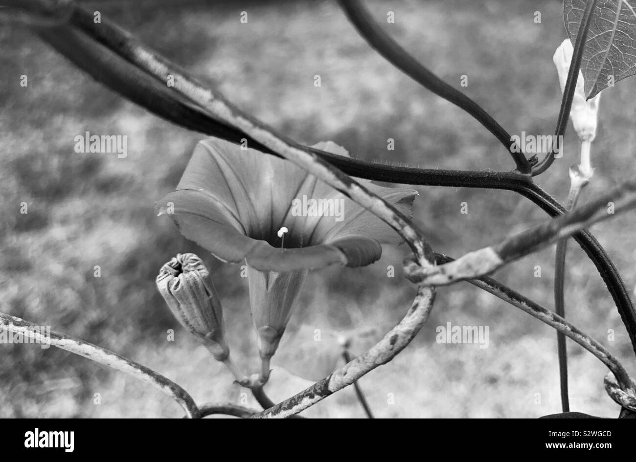 Bianco e nero mattina aperta bloom e uno ancora chiuso sulla viticoltura attraverso la recinzione metallica in cantiere. Foto Stock