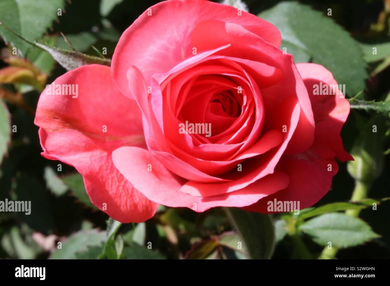 Miniatura outdoor Red Rose Foto Stock