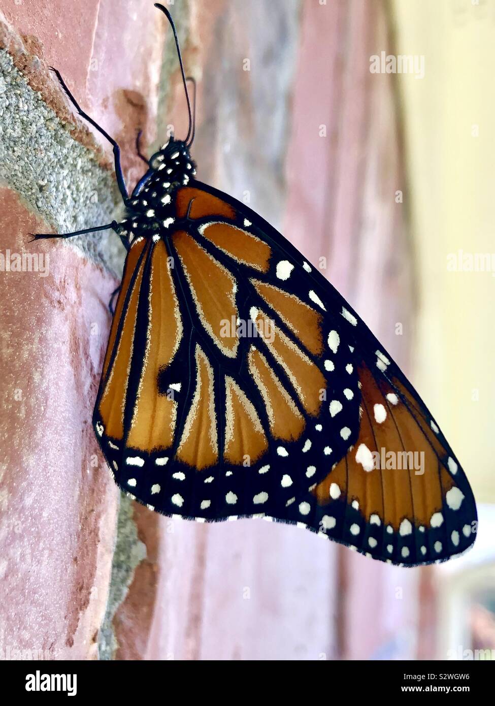 Regina maschio butterfly su un muro di mattoni - Immagine stock catturata con smartphone
