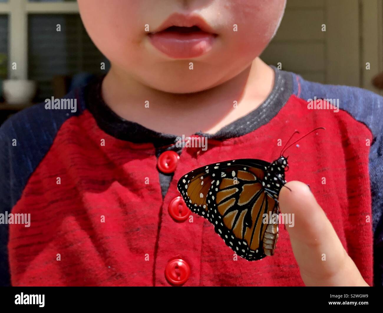Carino piccolo ragazzo tenendo un queen butterfly sul suo dito Foto Stock