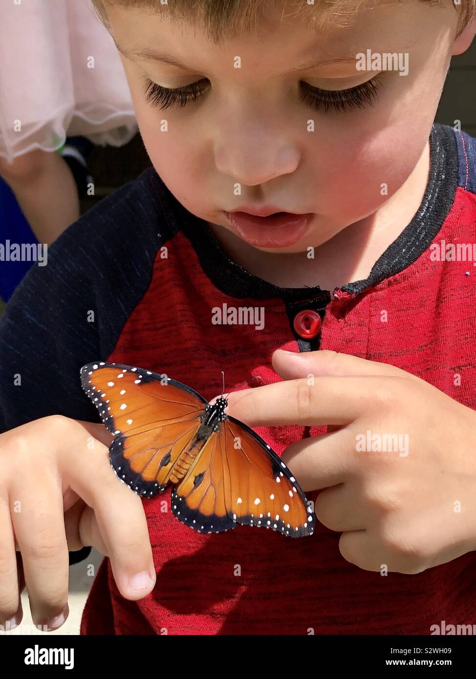 Regina butterfly su un piccolo ragazzo del dito Foto Stock