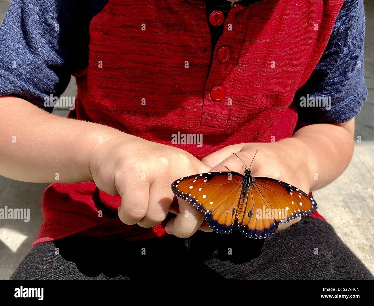 Regina butterfly su un piccolo ragazzo in mano Foto Stock