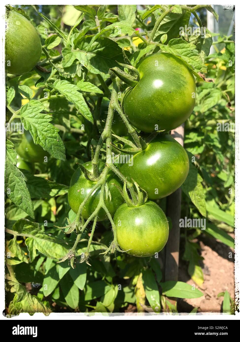 I pomodori coltivati in casa da giardino iniziano a maturare nel sole di agosto nel Regno Unito - Immagine stock catturata con smartphone