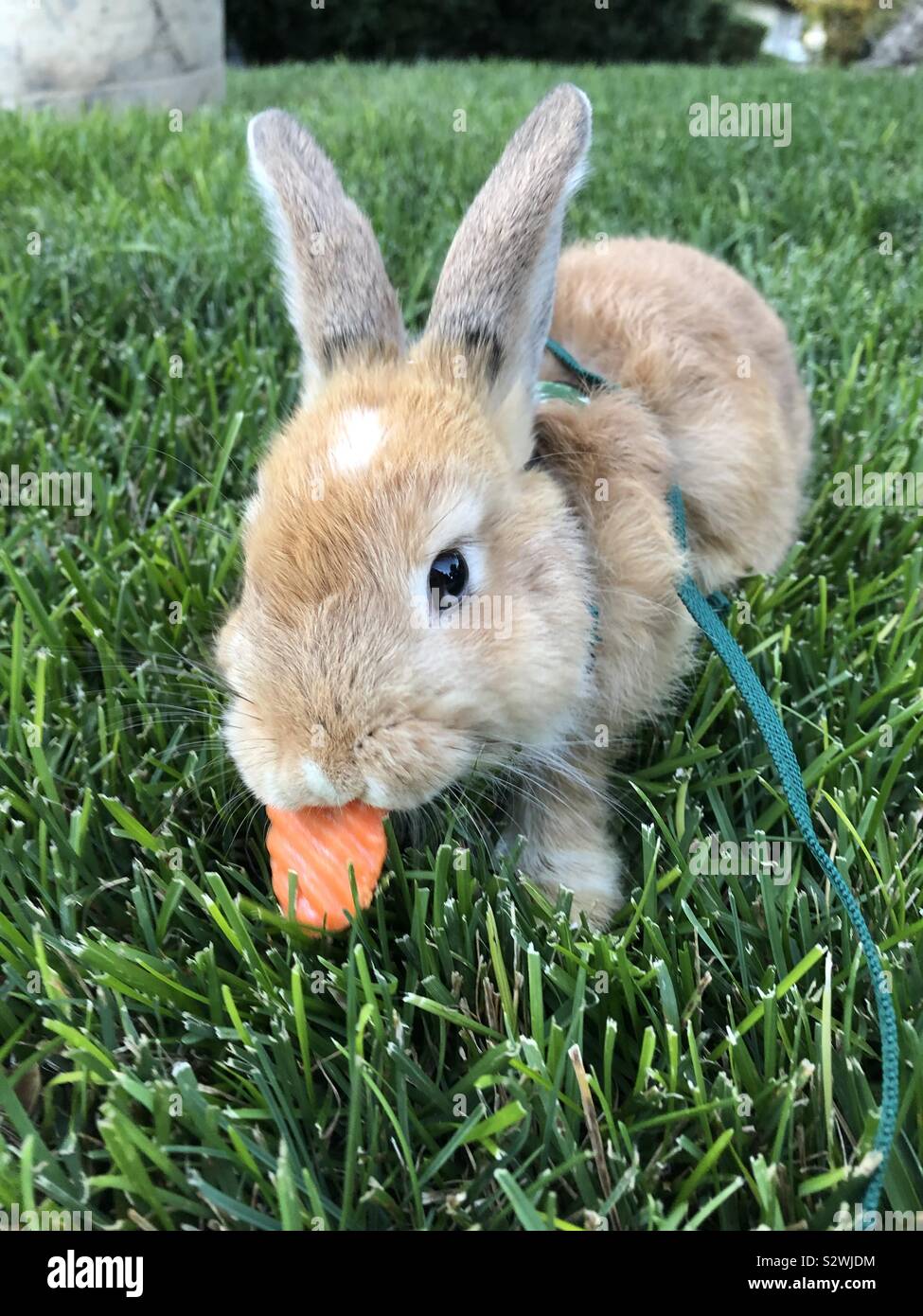 Brown bunny godendo di una carota mentre all'aperto Foto Stock