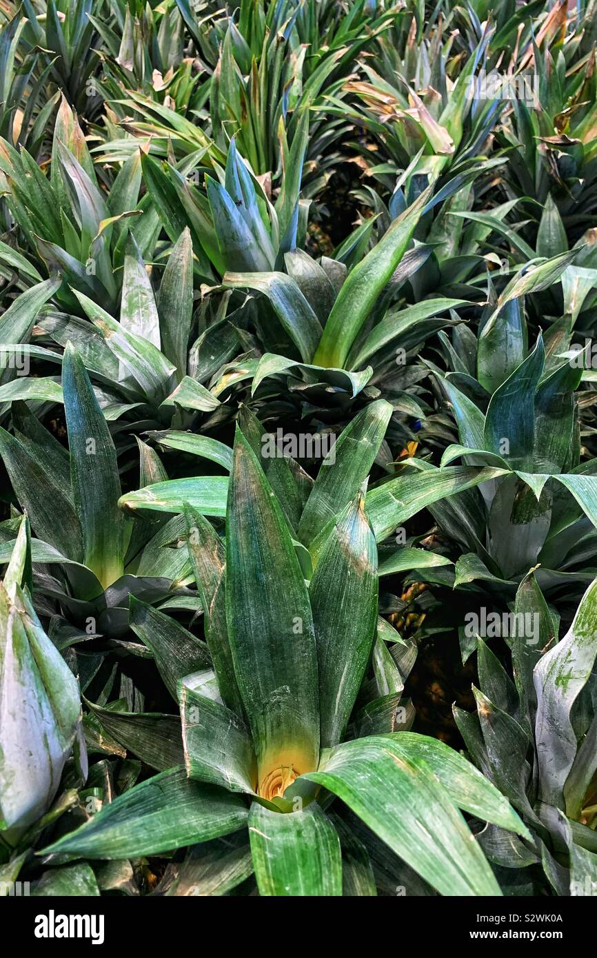 Molte cime frondoso di ananas frutta. - Immagine stock catturata con smartphone