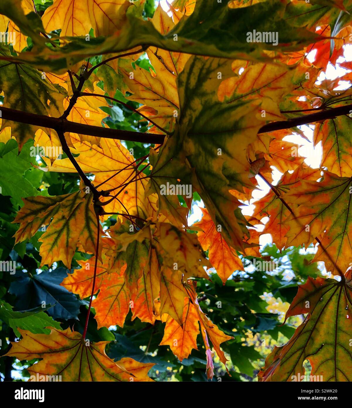 Foglio di autunno Foto Stock