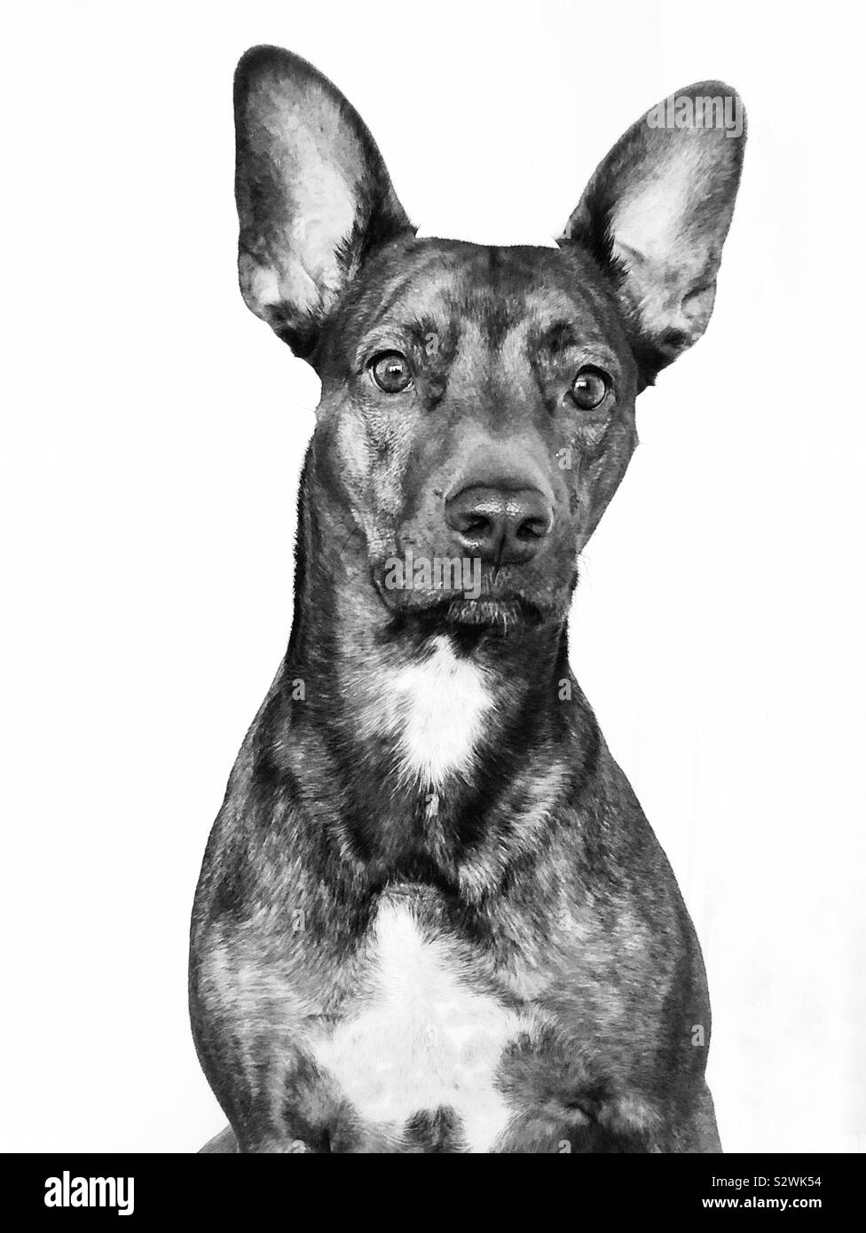 Bellissimo cane di salvataggio Foto Stock