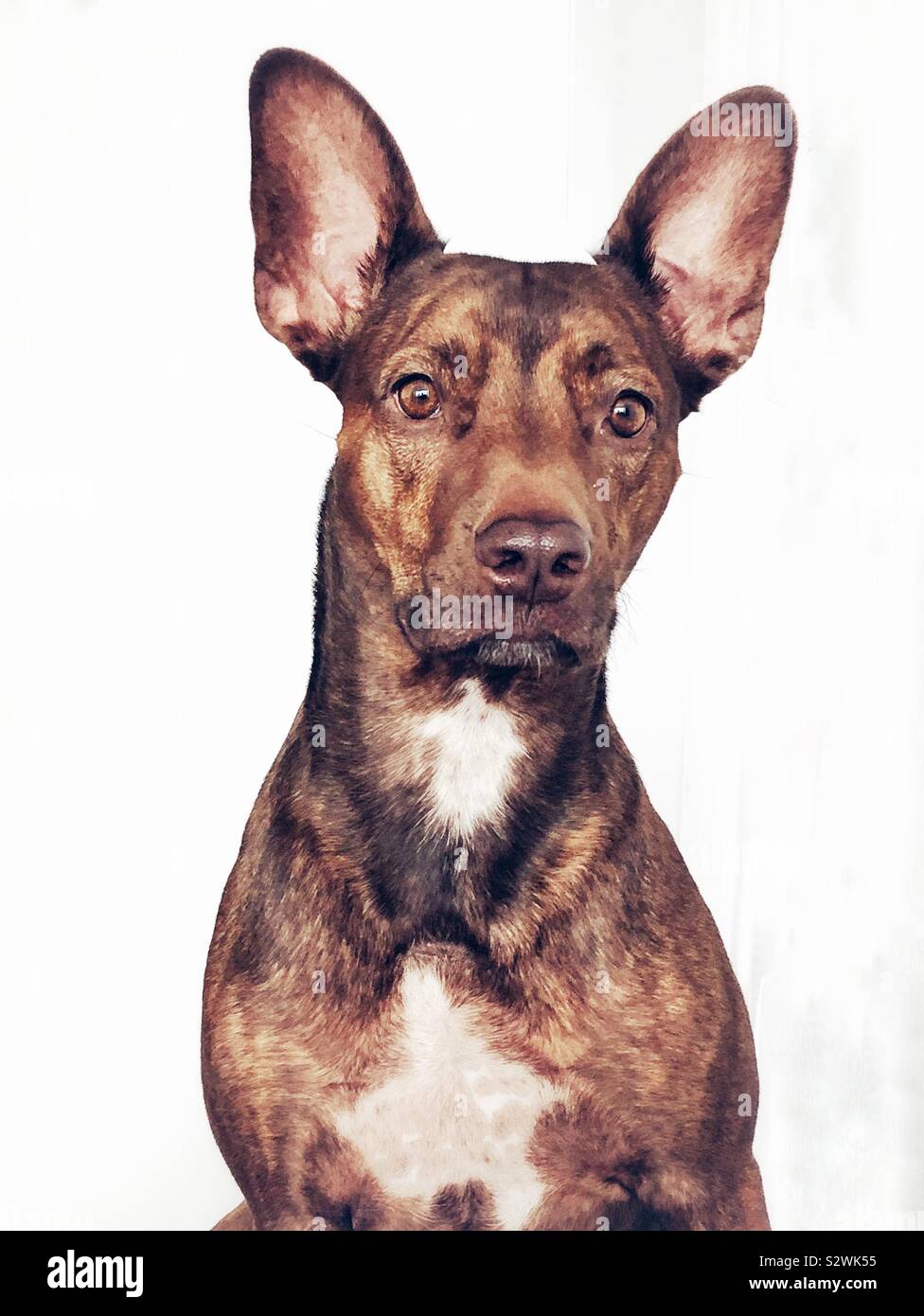 Bellissimo cane di salvataggio Foto Stock