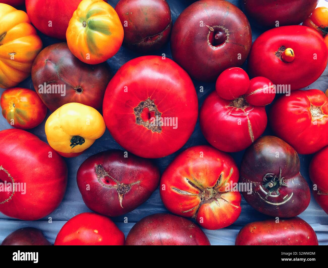 Stagione di pomodori - Immagine stock catturata con smartphone