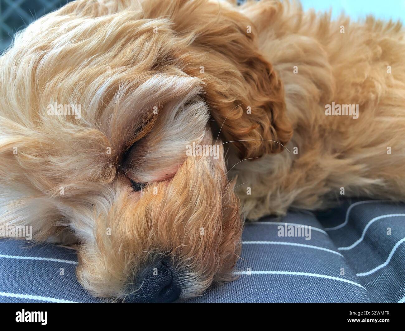 Sleeping Cavapoochon cucciolo Foto Stock