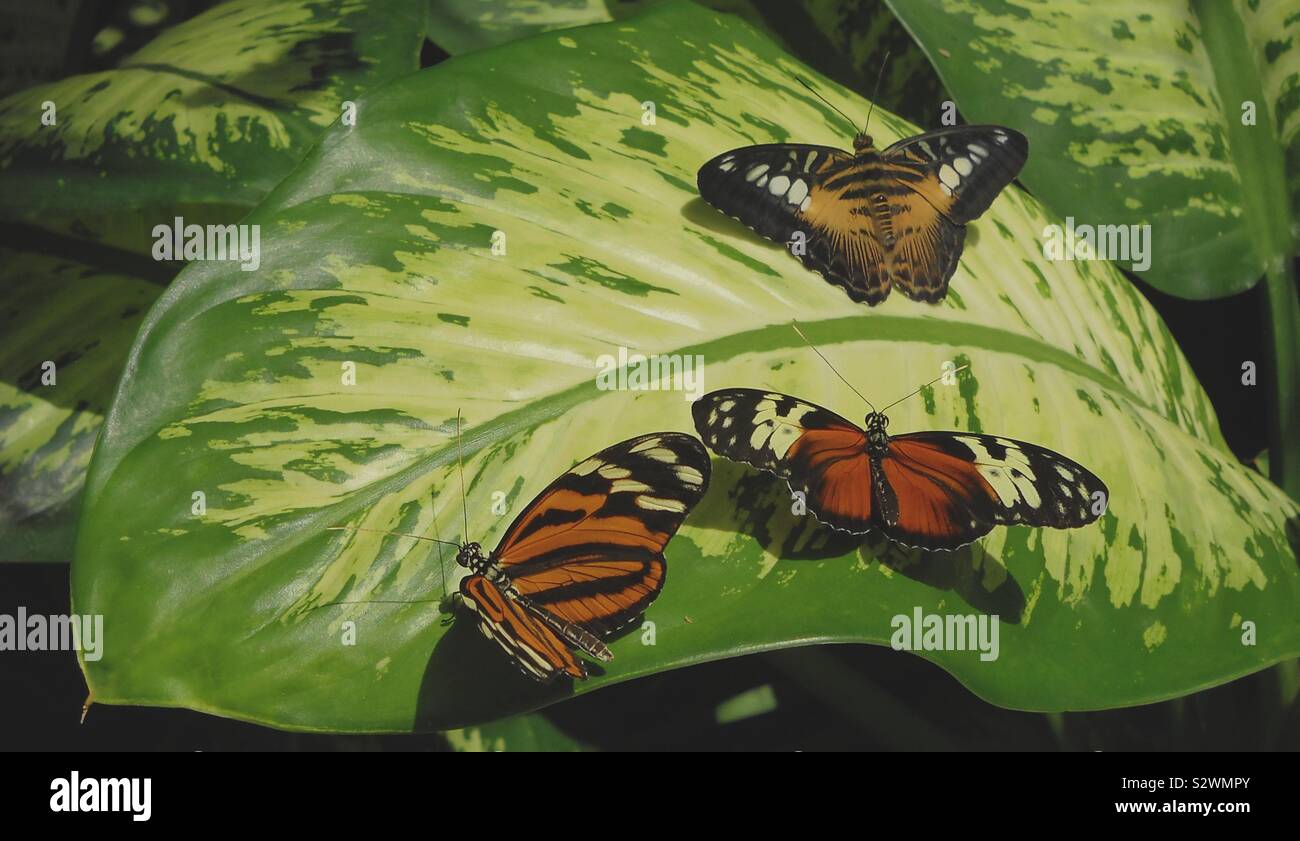 Farfalle su una foglia al crepuscolo Foto Stock