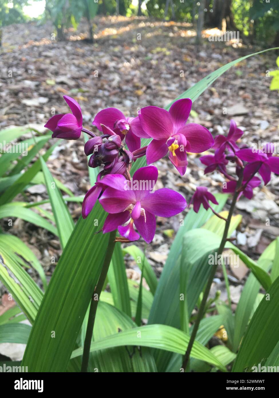 Orchidea Foto Stock