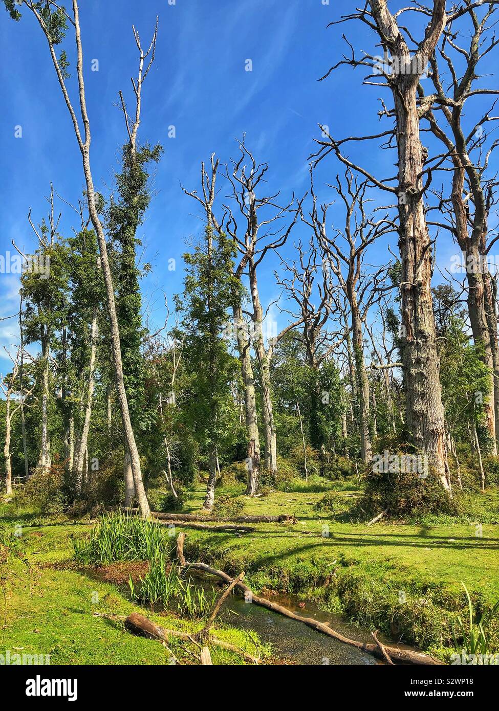 Flusso che scorre attraverso un morto oak forest in New Forest National Park, Hampshire, Regno Unito - Immagine stock catturata con smartphone