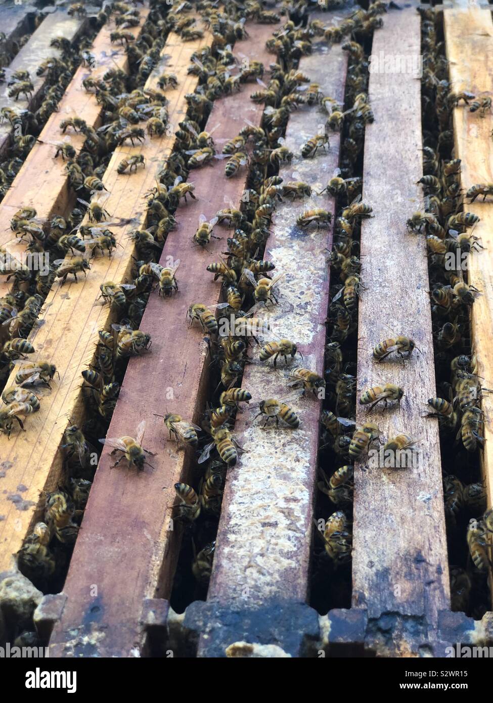 Api mellifere passeggiate attraverso i frame in un alveare. - Immagine stock catturata con smartphone