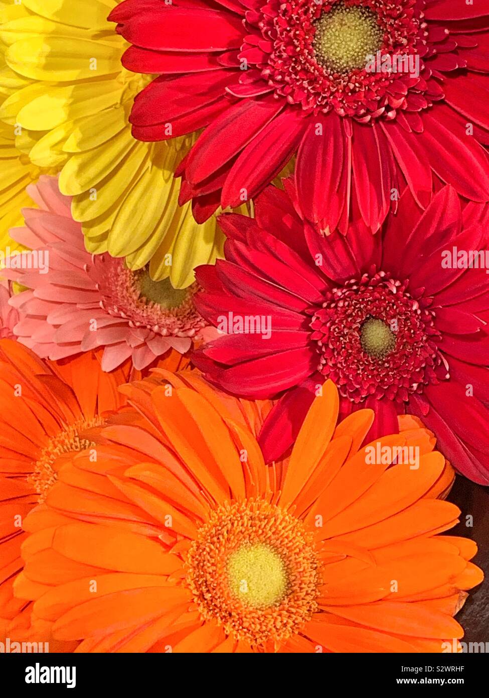 Colorato di rosso, arancione e giallo margherite in piena fioritura. Foto Stock