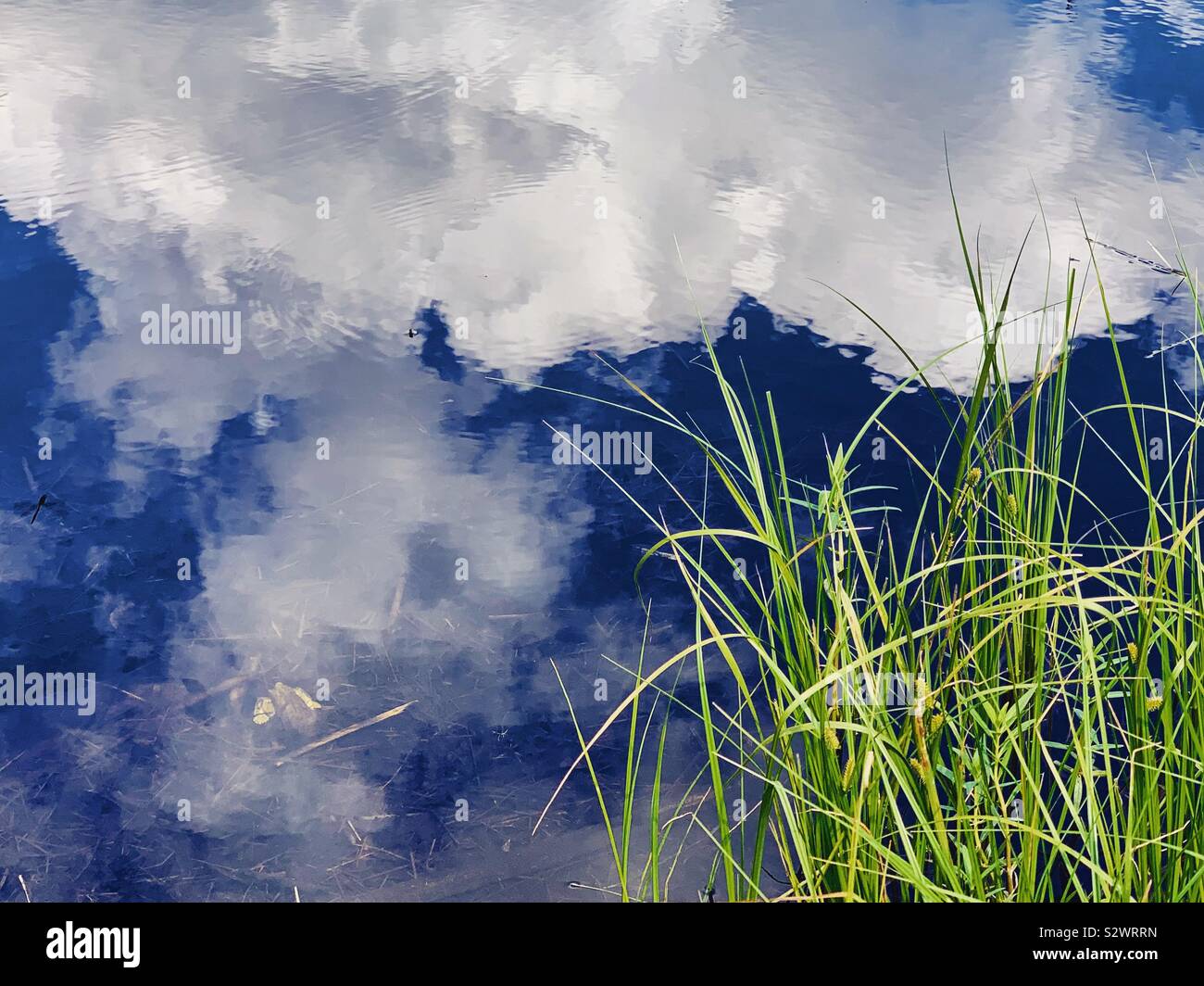 Erba e riflessione di acqua - Immagine stock catturata con smartphone