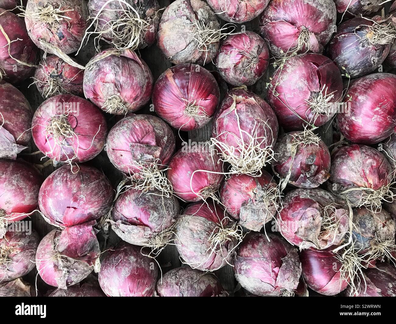 Cipolla rossa raccolto cresciuto su un riparto lasciato ad asciugare prima di memorizzare - Immagine stock catturata con smartphone