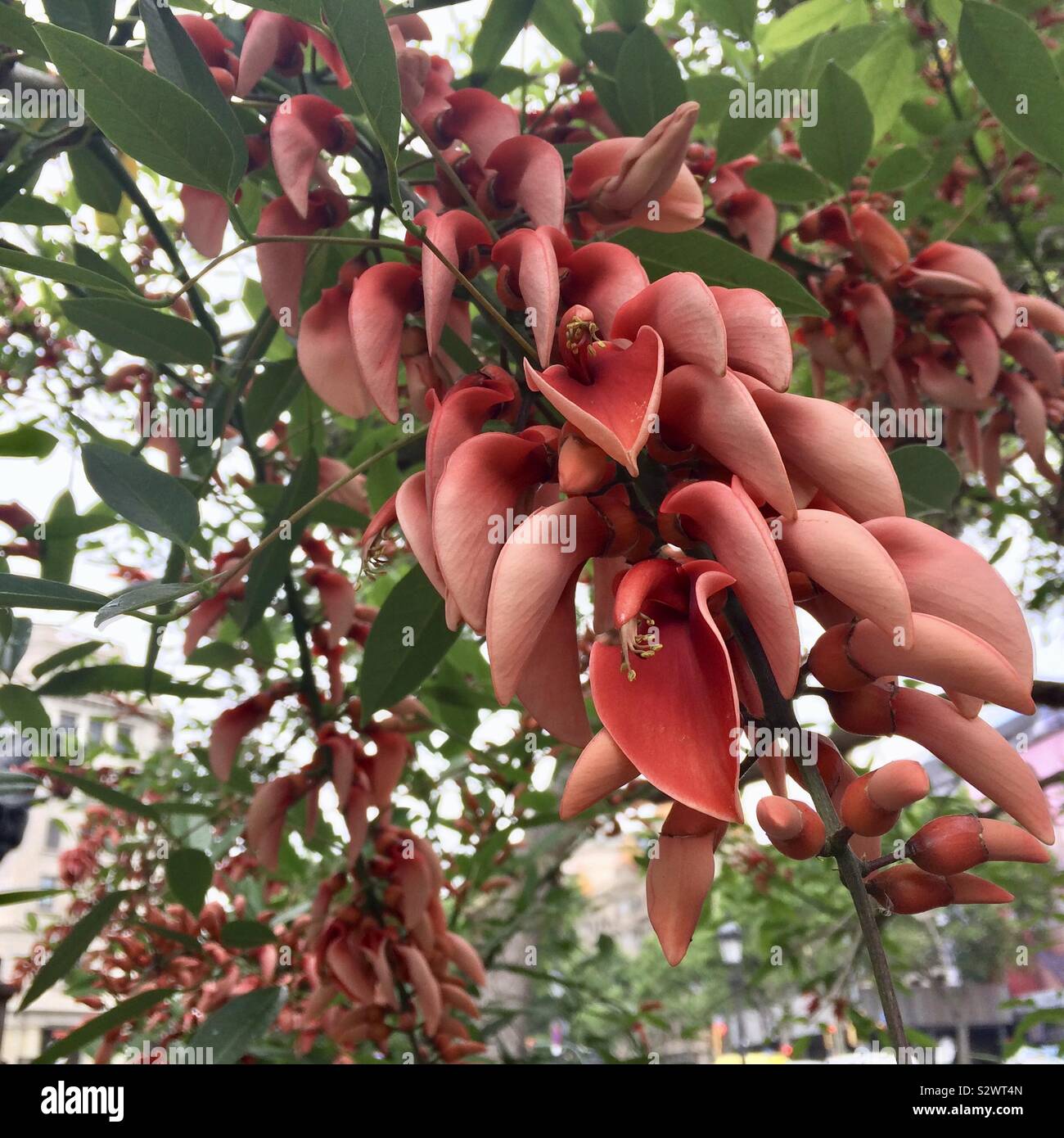 Abbondanza di fiori di colore rosso su un albero in fiore a Plaça de Catalunya, nel centro di Barcellona Foto Stock