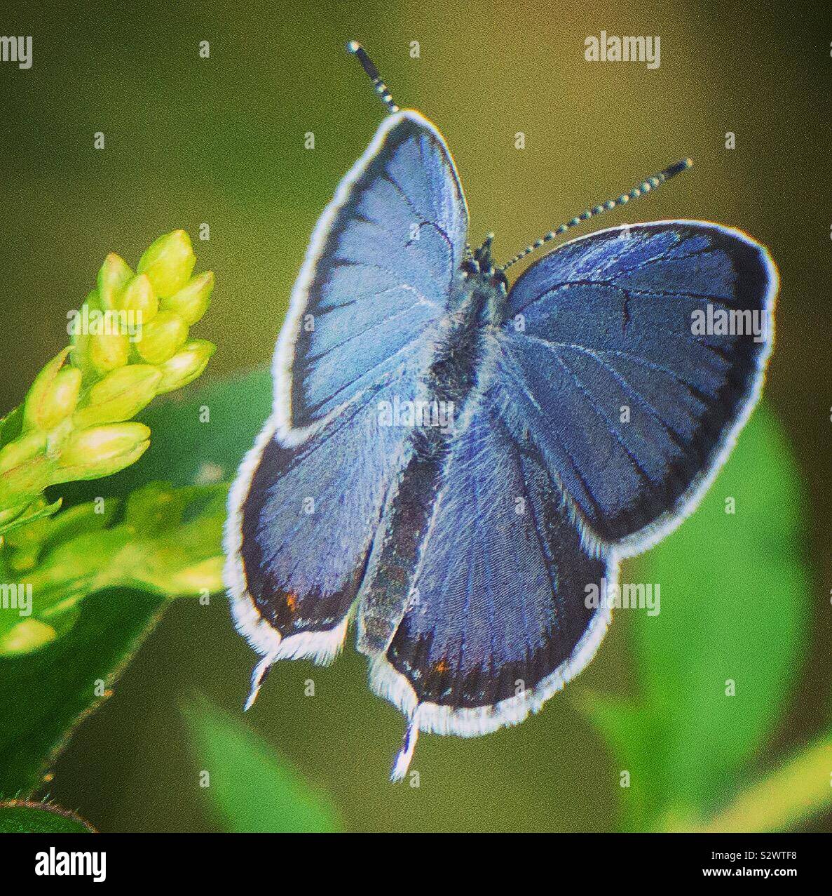 Codato orientale-blu Foto Stock