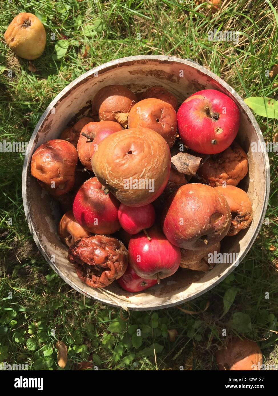 Benna di mele marce Foto Stock