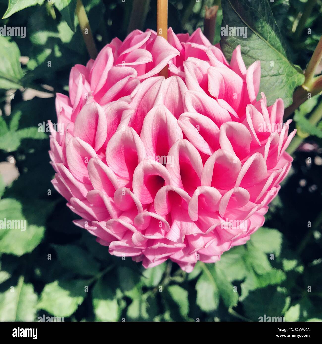 Unico Fiore Dahlia a forma di pallina di Natale Foto Stock