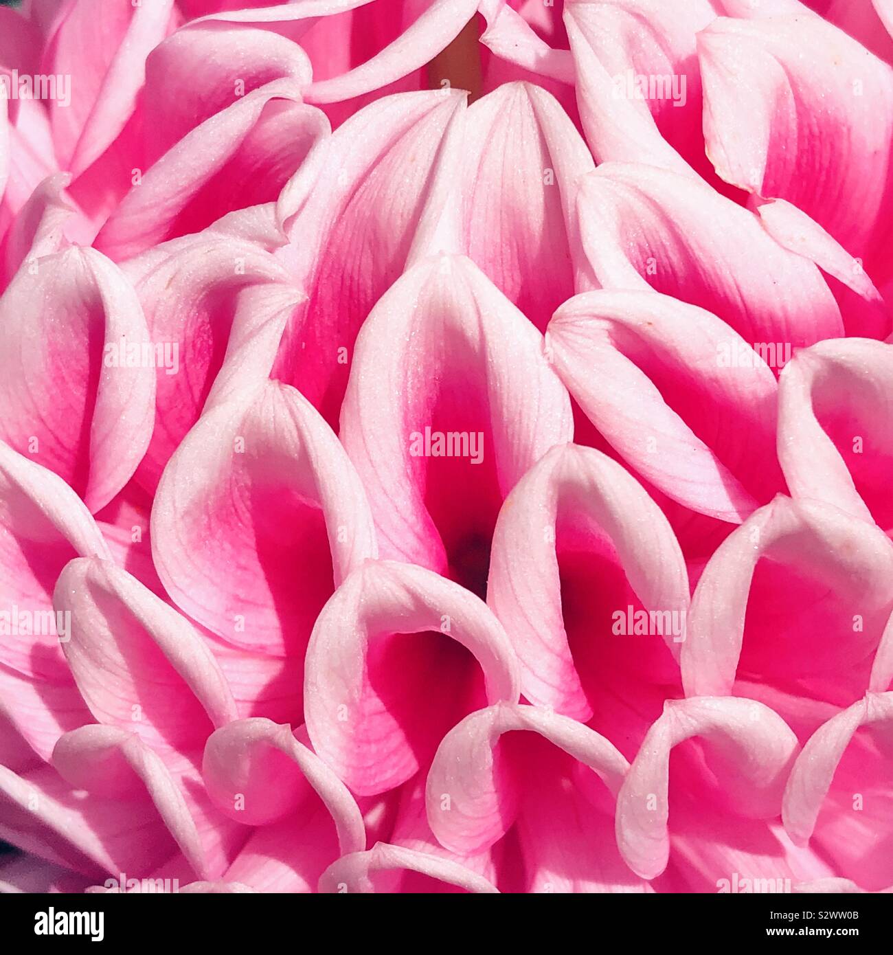 Petali di rosa Foto Stock