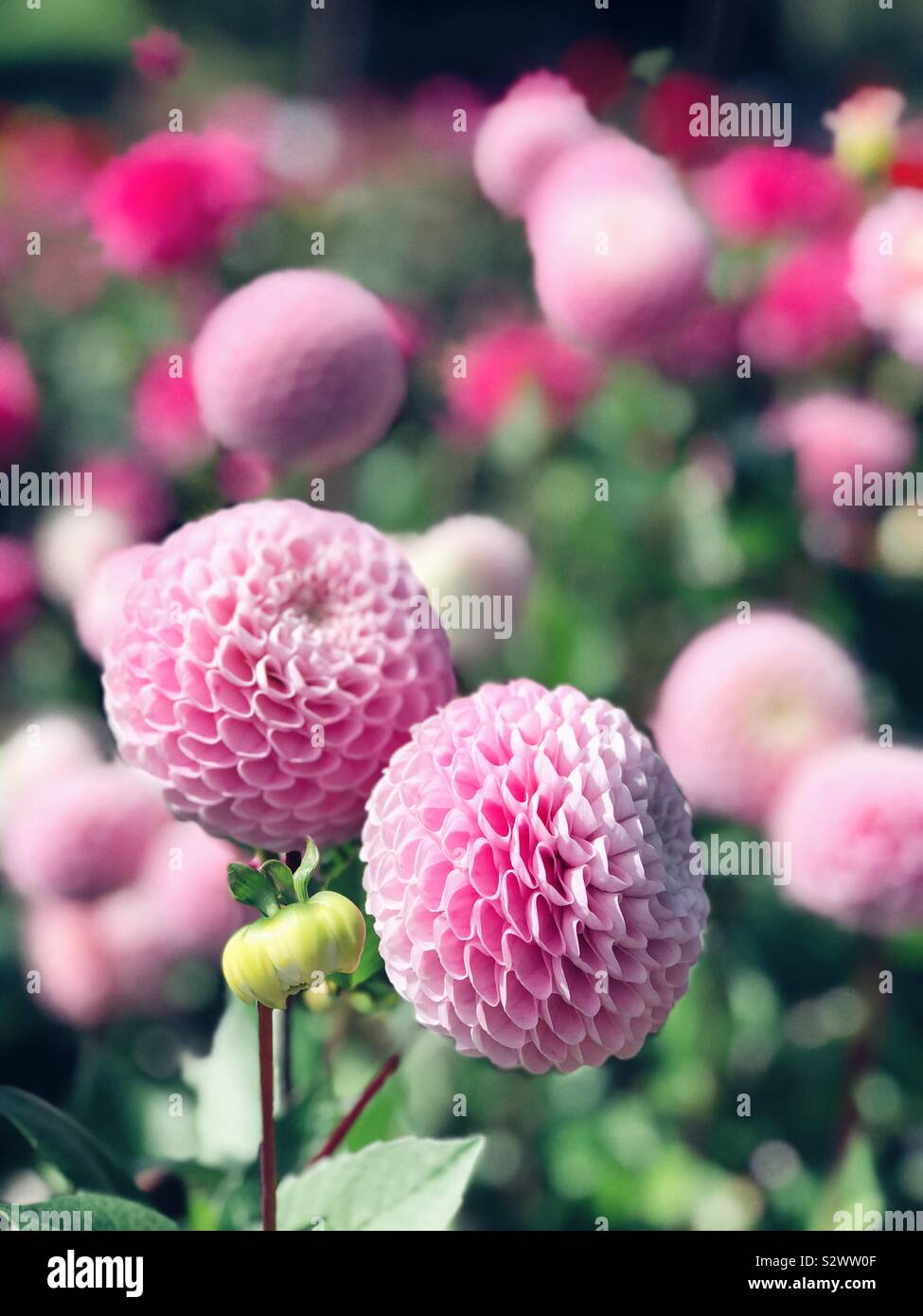 Giardino Dahlia - Immagine stock catturata con smartphone
