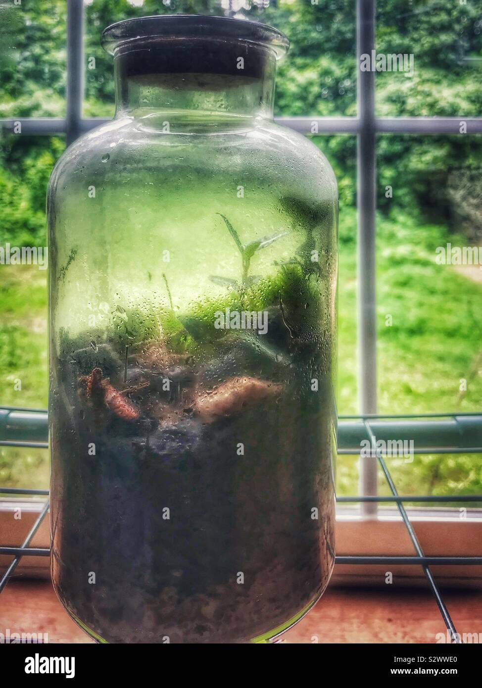 Terrario in un vaso in corrispondenza della finestra - Immagine stock catturata con smartphone