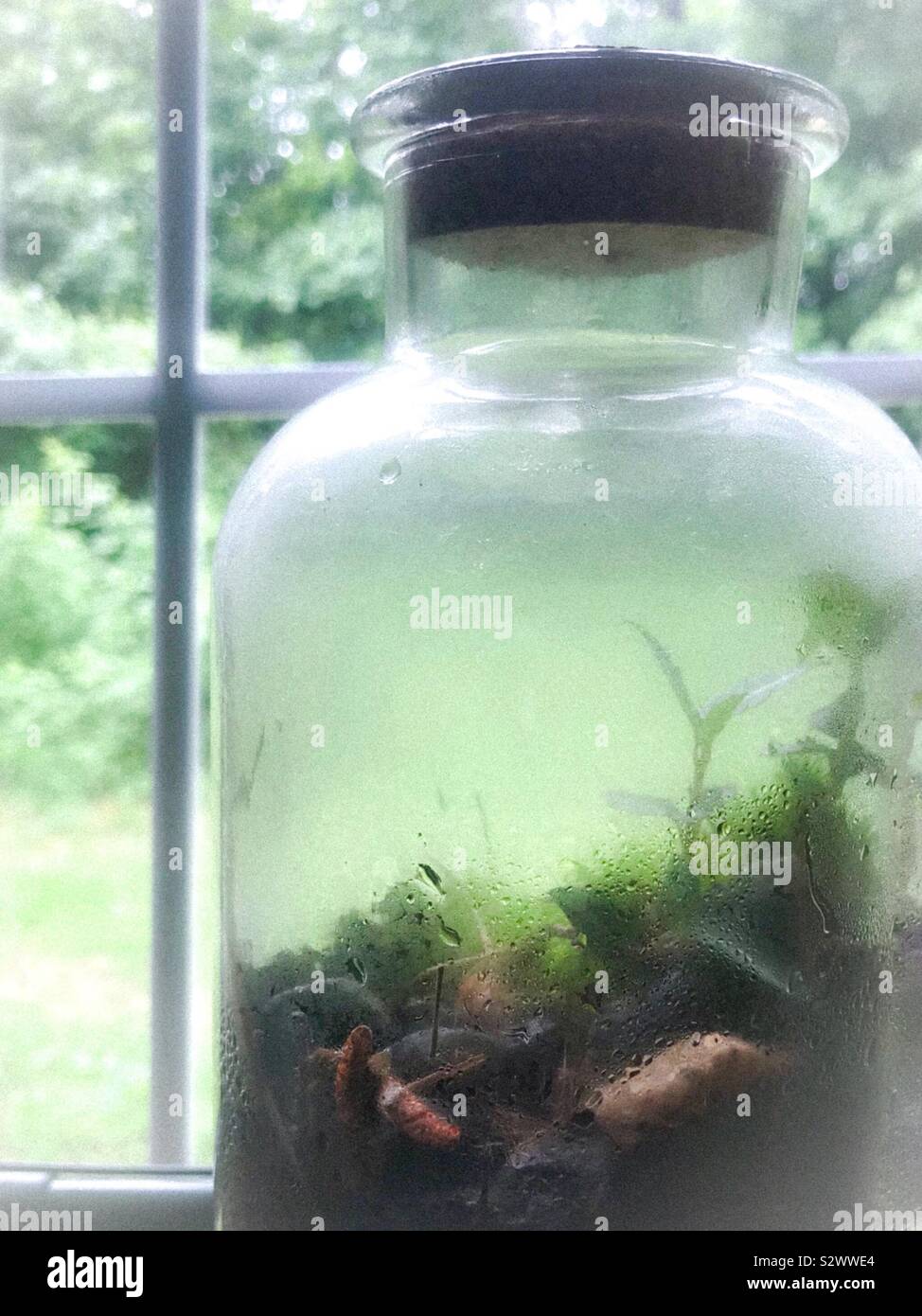 Le goccioline di acqua formare all'interno del vasetto terrarium nella finestra Foto Stock