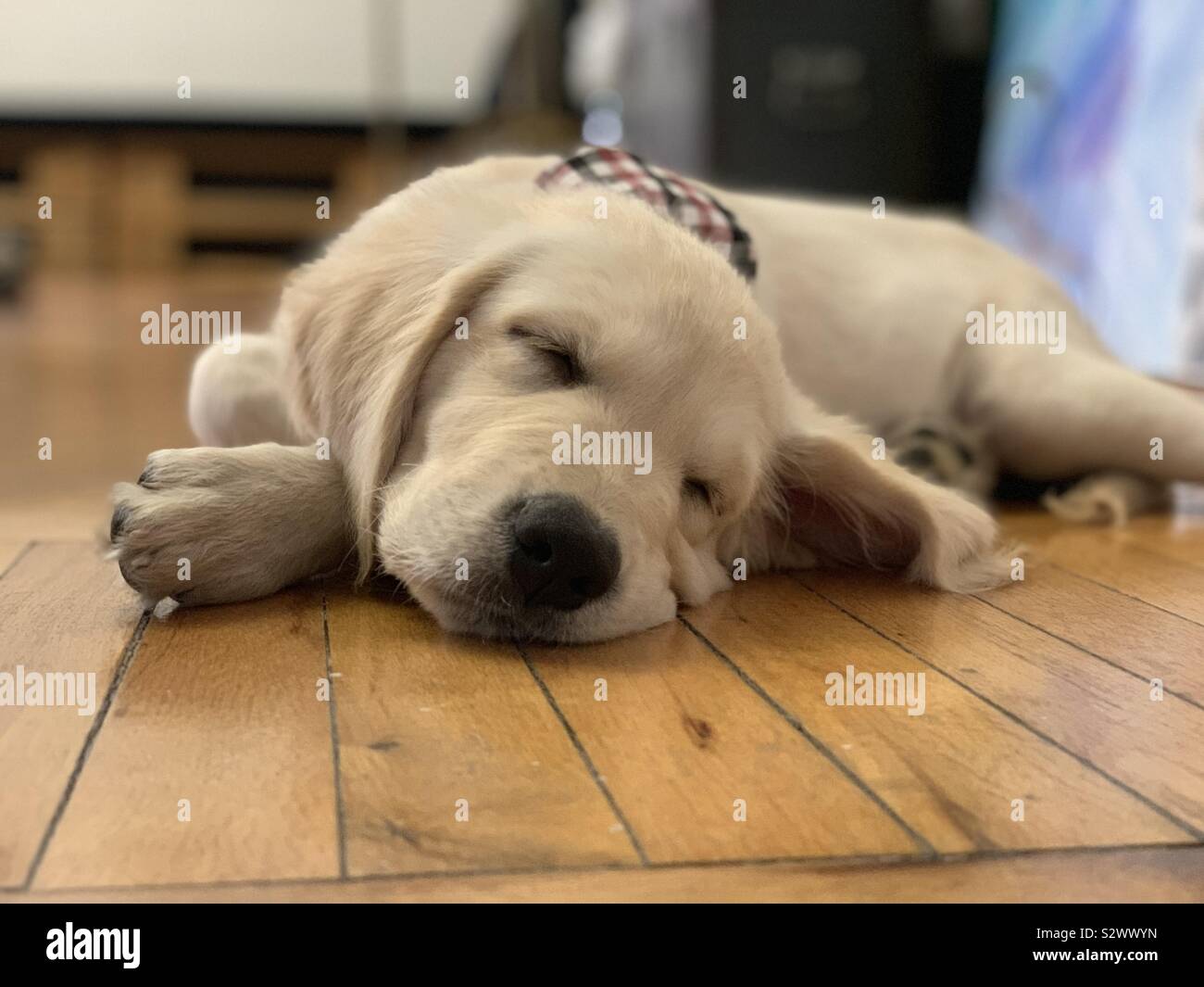 Cucciolo di sonno Foto Stock